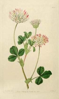 Edwards' botanical register, or, Ornamental flower-garden and shrubbery .. (1829-1847) (20552321293).jpg
