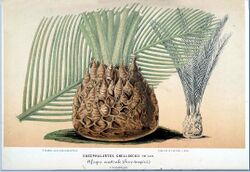 Encephalartos ghellinckii01a.jpg