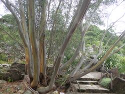 Eucalyptus copulans P2051291.jpg