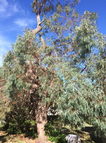 File:Eucalyptus radiata - street tree.jpg