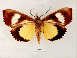 Eudocima cocalus female ventral.jpg