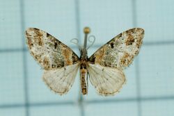 Eupithecia kudoi.jpg