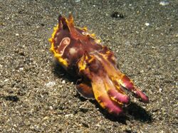 Flamboyant Cuttlefish3.jpg