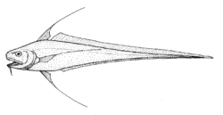 Gadomus aoteanus (Filamentous rattail).gif