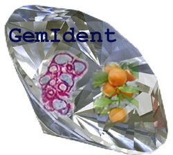 GemIdent logo.jpg