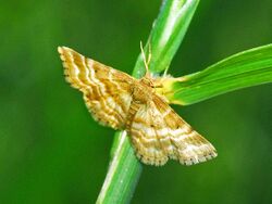 Geometridae - Emmiltis pygmaearia (female).JPG