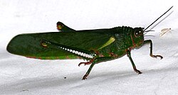 Giant Purple-winged Grasshopper (Titanacris albipes) female (39701232652).jpg