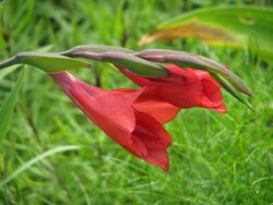 Gladiolus flanaganii.jpg