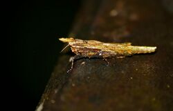 Grouse Locust (Rostella phyllocera processus) (23449164835).jpg