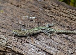 Guadarrama Wall Lizard (Podarcis guadarramae) male (14487390465).jpg