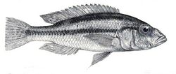 Haplochromis serranus.jpg