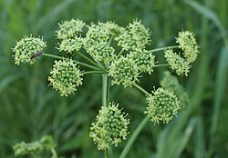 Heracleum sibiricum kz1.jpg