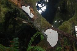 Heterobasidion occidentale fruiting body on western hemlock root, Oct 2013.jpg