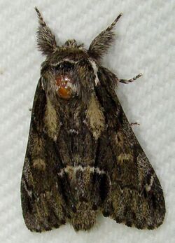 Hyperaeschra georgica – Georgian Prominent Moth.jpg