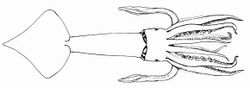 Illex oxygonius dorsal.jpg