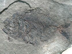 Isurichthys cf. roumanus Oligozän Jamna Dolna Polen Ch2475a.jpg