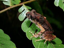 Kinabalu Slender Litter Frog (Leptolalax arayai) (7753004094).jpg