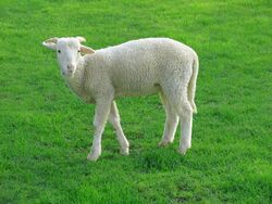 An image of a white lamb standing in grass
