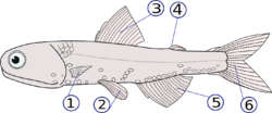 Lampanyctodes hectoris (fins).png