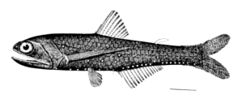 Lampanyctus alatus.jpg