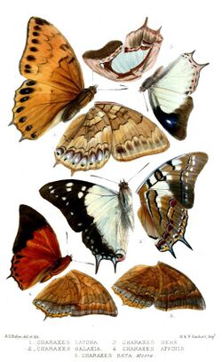 Lepidoptera2Butler.jpg
