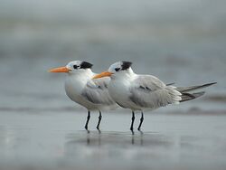 Lesser crested terns (Thalasseus bengalensis) by Shantanu Kuveskar.jpg