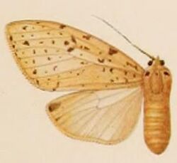 Lophocampa albescens.JPG