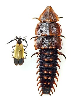 Platerodrilus male female.jpg