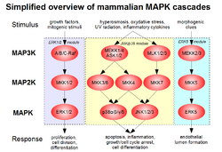 MAPK-pathway-mammalian.png