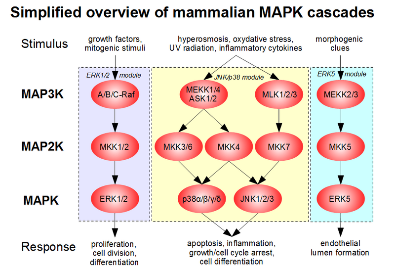 File:MAPK-pathway-mammalian.png