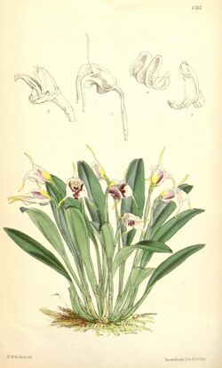 Masdevallia ionocharis - Curtis' 102 (Ser. 3 no. 32) pl. 6262 (1876).jpg