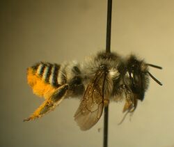 Megachile wheeleri.jpg