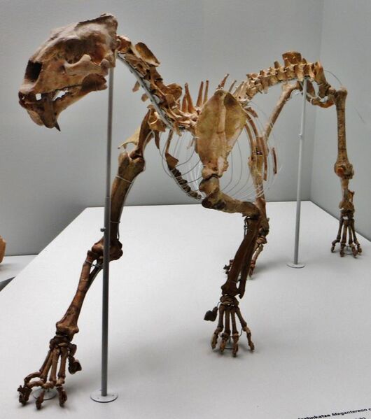 File:Megantereon cultridens skeleton.jpg