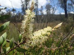 Melaleuca pallida leaves and flowers.jpg