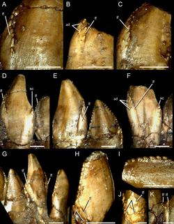 Mesial dentary teeth of Segnosaurus.png