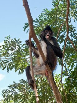 Mono araña - Quintana Roo - México-2.jpg