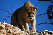 Brown Cougar standing on a rock