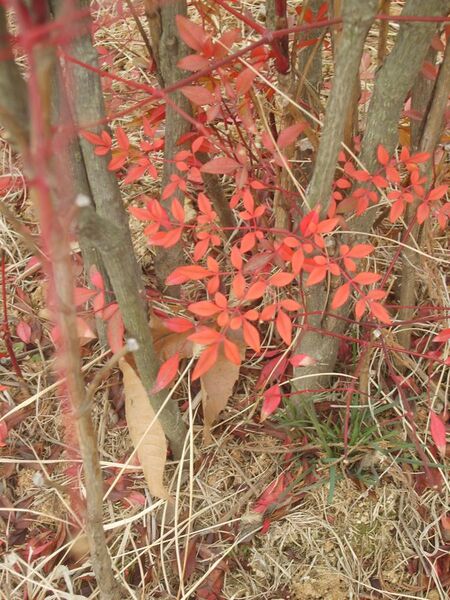 File:Nandina domestica leaves.JPG