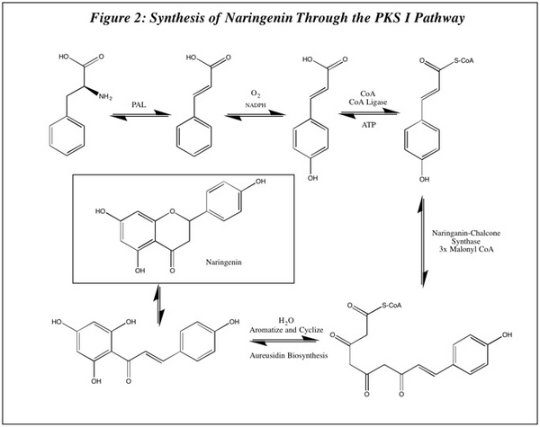 Naringenin synthesis