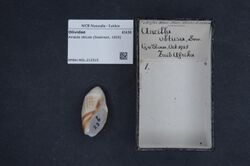 Naturalis Biodiversity Center - RMNH.MOL.212515 - Amalda obtusa (Swainson, 1825) - Olividae - Mollusc shell.jpeg