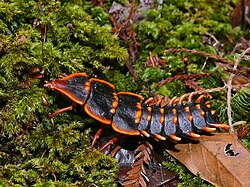 Net-winged Beetle (Duliticola paradoxa) female (6679572881).jpg