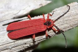 Netwing Beetle (Dictyopterous simplicipes).jpg
