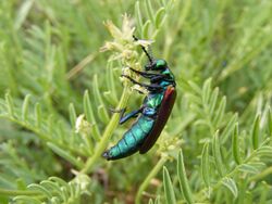 Nuttall's blister beetle, Waubay Wetland Management District.jpg