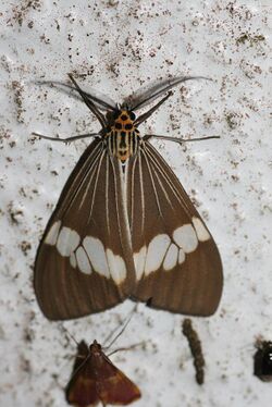 Nyctemera baulus (Arctiidae Arctiinae).jpg