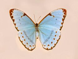 Nymphalidae - Morpho catenarius.JPG