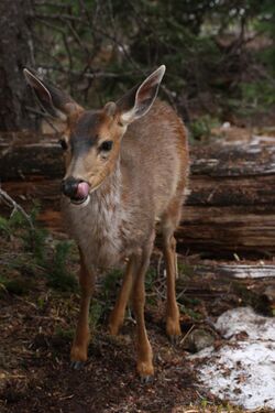 Odocoileus hemionus 5932.JPG