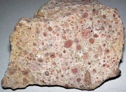 Oncolitic limestone (central Utah, USA) 3.jpg