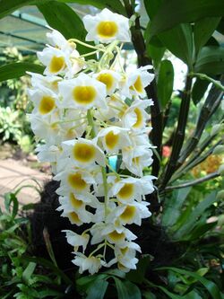 Orchid bunch.JPG
