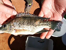 Oreochromis jipe.jpg