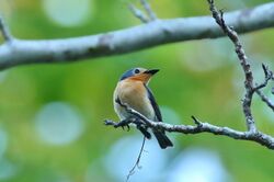 Palau Flycatcher - 2.jpg